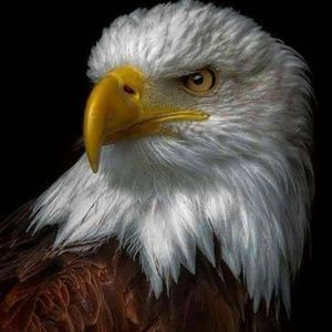 Meet your Posher, Paul